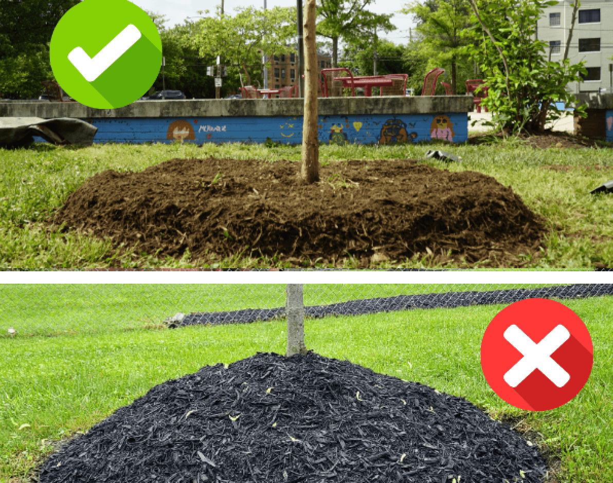How To Mulch Trees the Right Way
