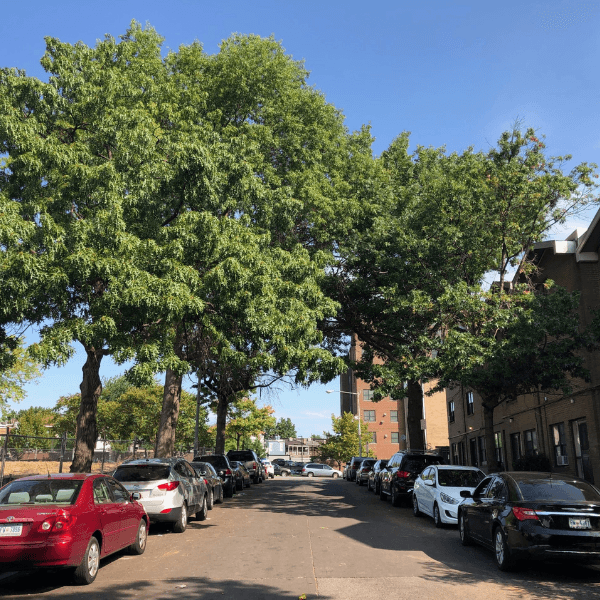 Call 311 For Tree Maintenance