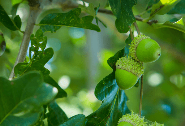 Get an Oak Tree Planted for Free