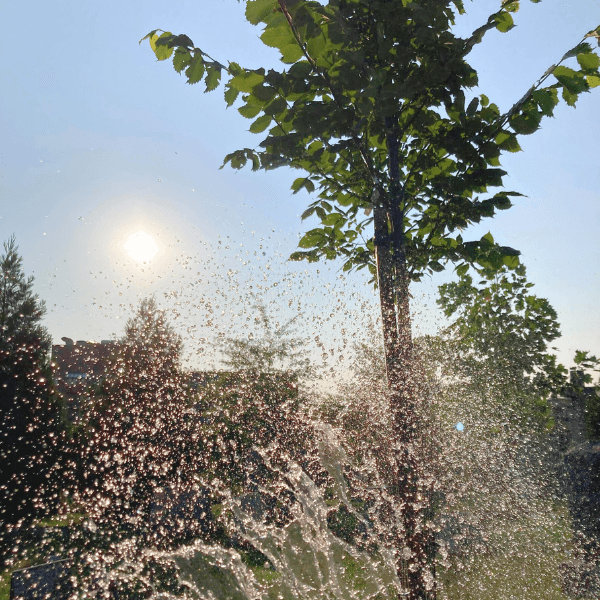 Water Your Street Trees!