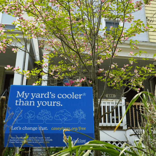  Cool your yard this summer with FREE TREES