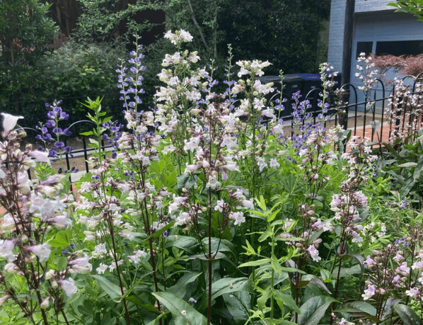 Stick To Native Plants