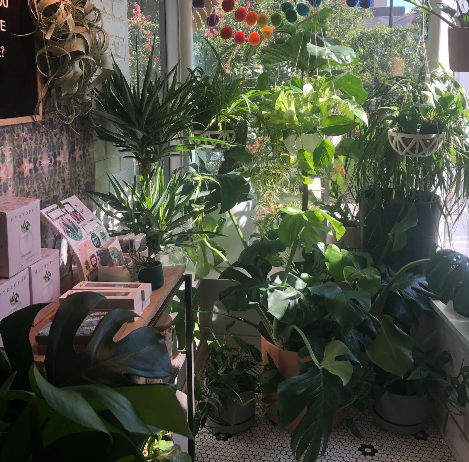 The Best Plant Stores In DC