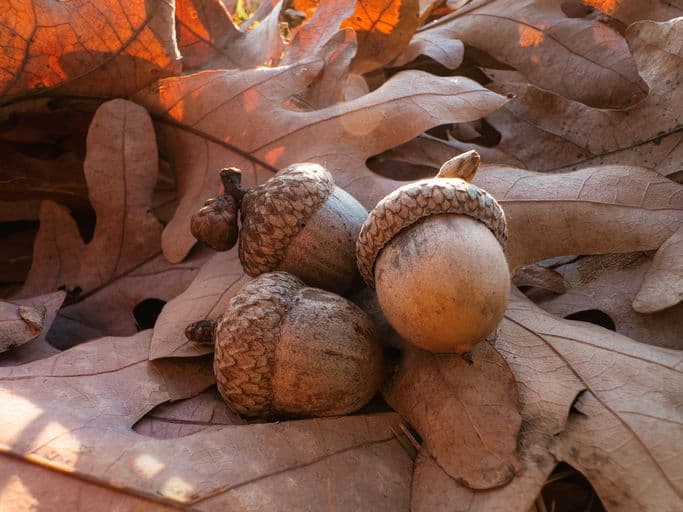 This Local Activist Wants You To Eat Acorns