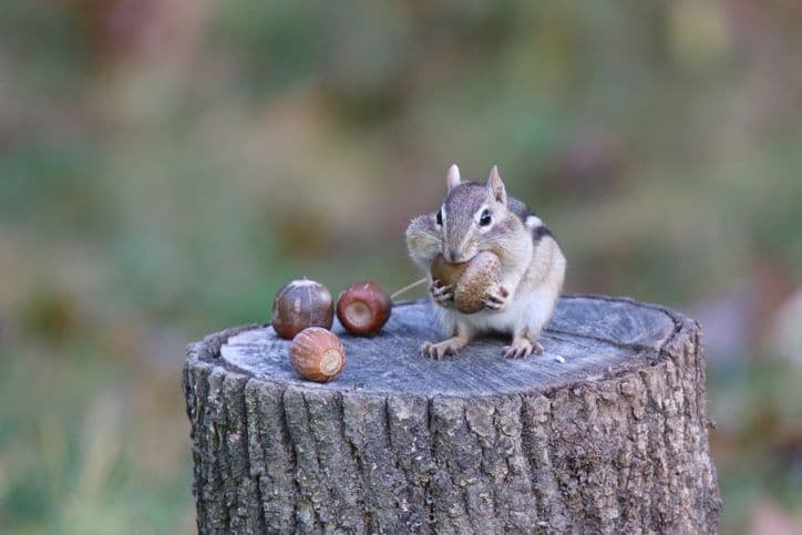 Chipmunk