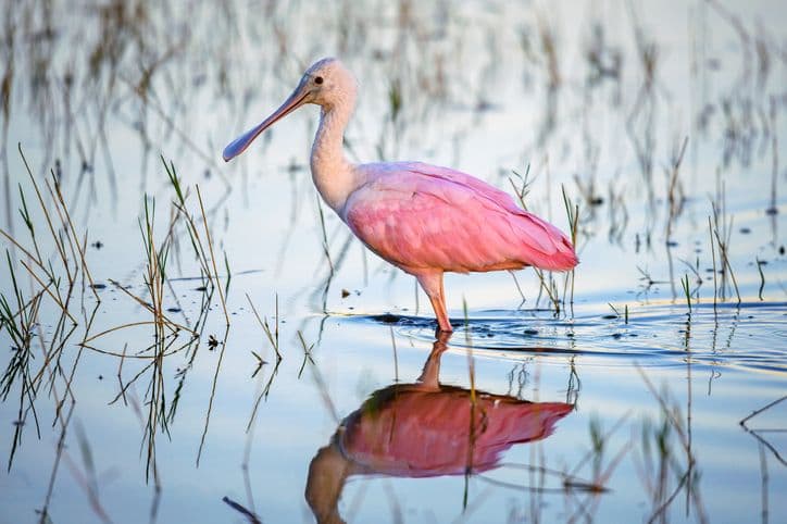 Rare Spoonbill Birds Land In DC