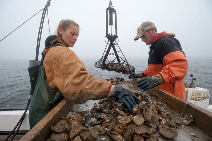 Chesapeake Is Having an Oyster Boom