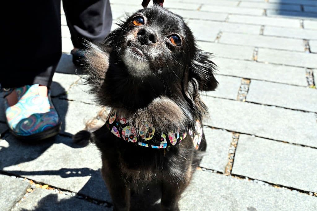 How to Adopt a Pet in DC