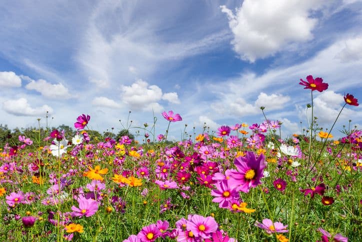 Why We Should Turn the National Mall Wild