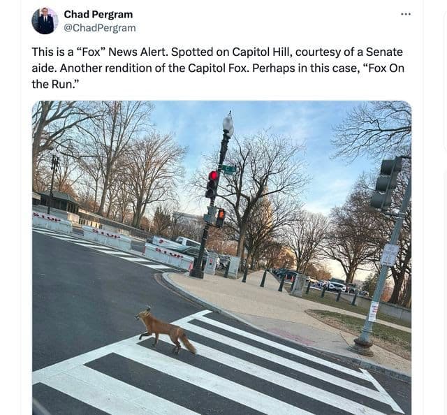 The Legend of D.C.'s Capitol Fox