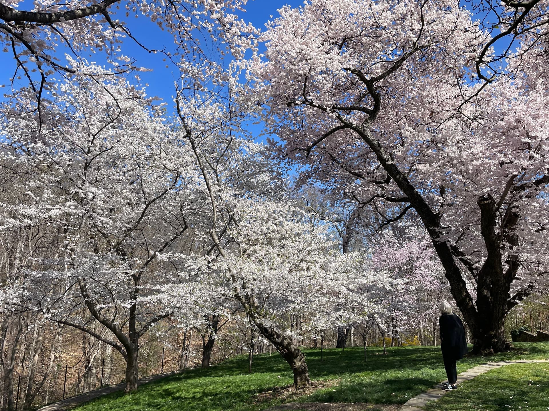 Underrated Spots To See Cherry Blossoms In DC