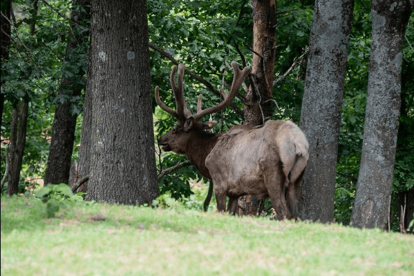 Once Decimated, the Virginia Elk Population is Coming Back