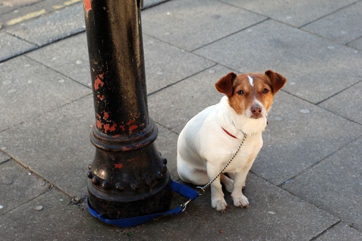 Avoid leaving your dog unattended!