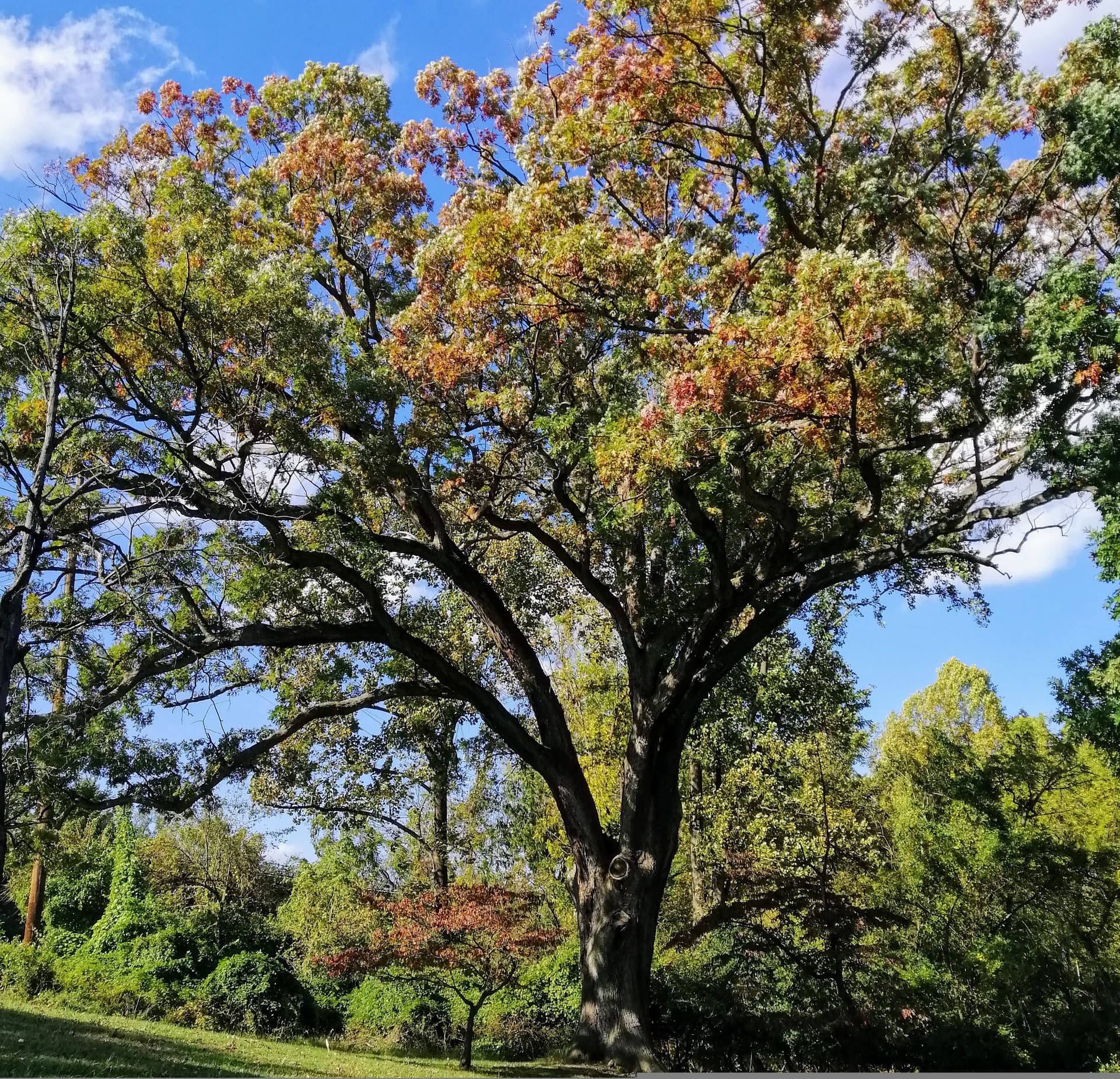 Linden Oak Tree