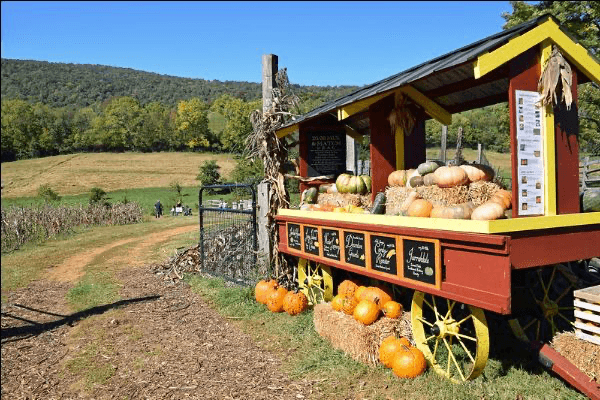 The Best Pumpkin Patches