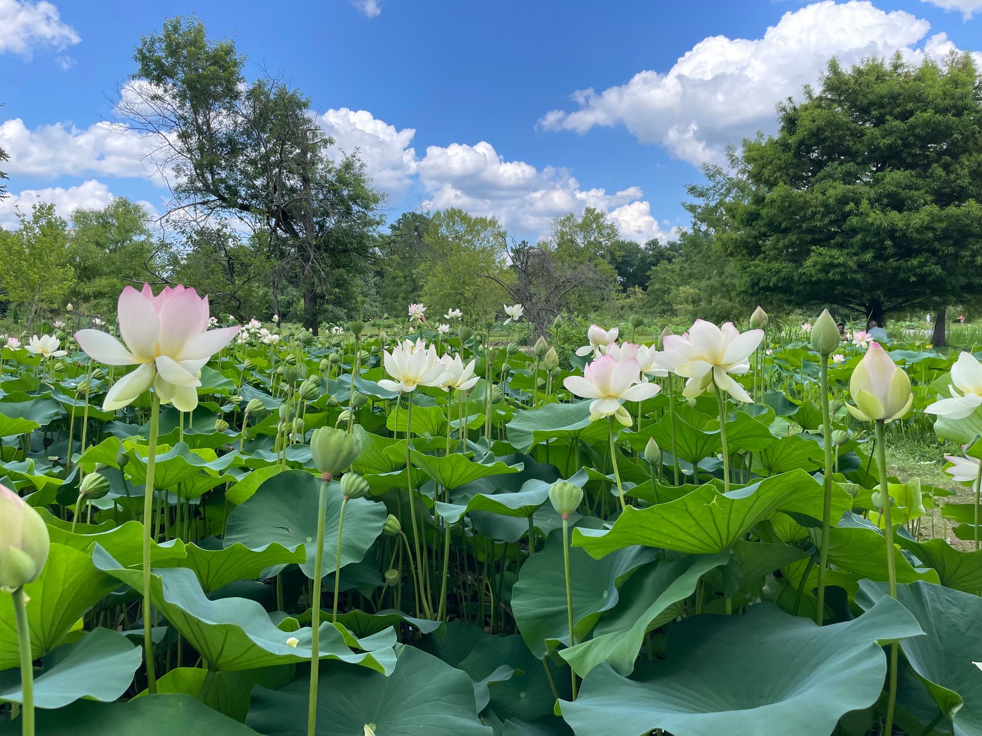 Lilies at Kenilworth Aquatic Gardens