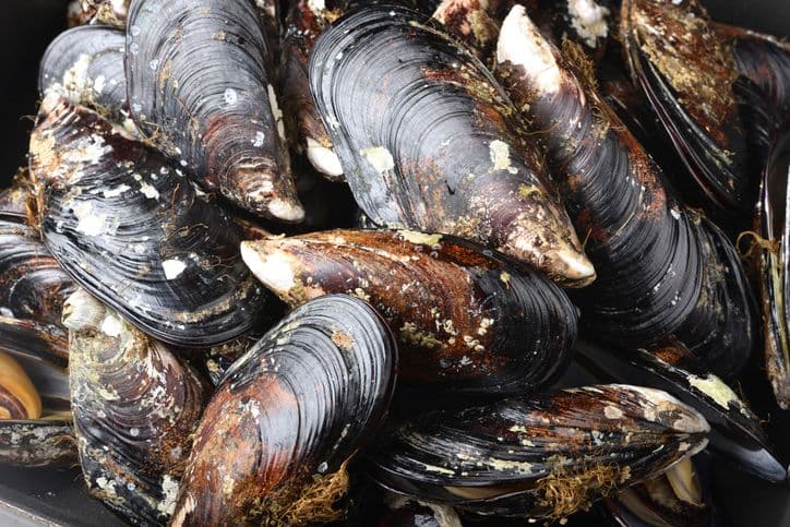 How Mussels Are Saving Anacostia River