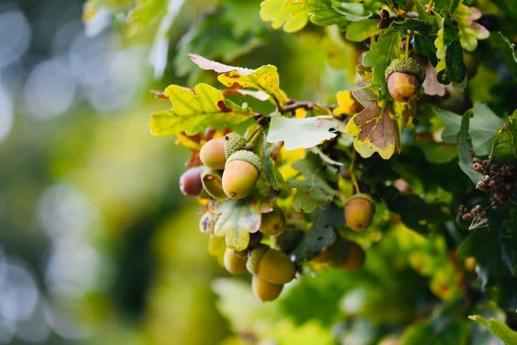 Maryland Wants Your Acorns