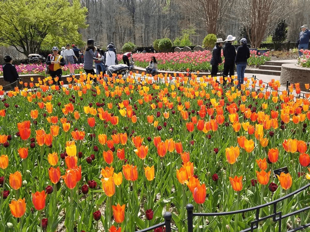 Your Guide to April In DC