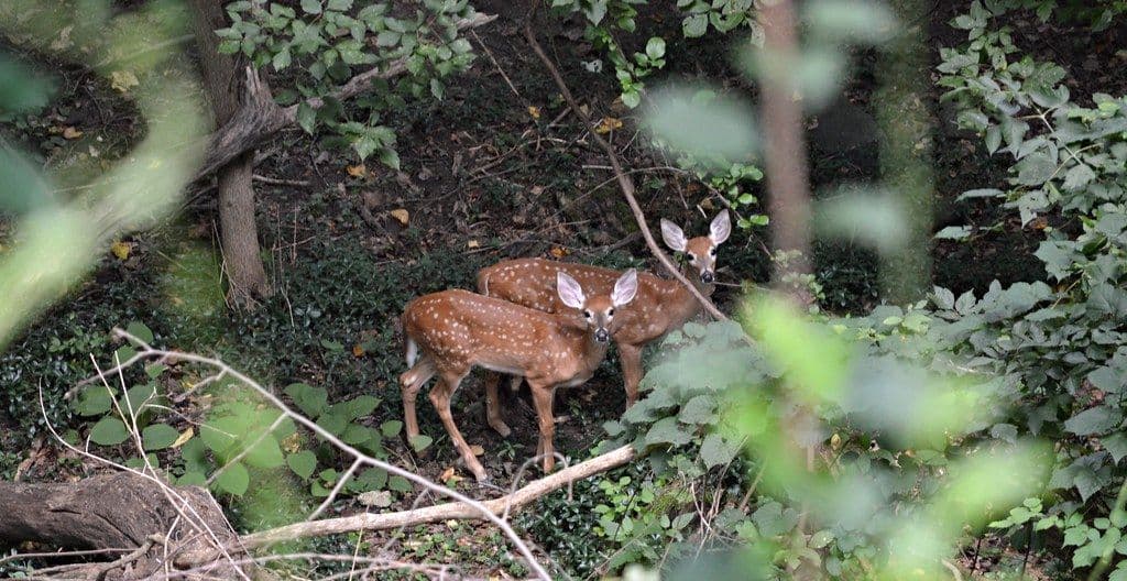 Test Your DC Wildlife Knowledge