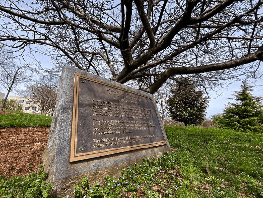 Meet the Clone of Newton's Apple Tree