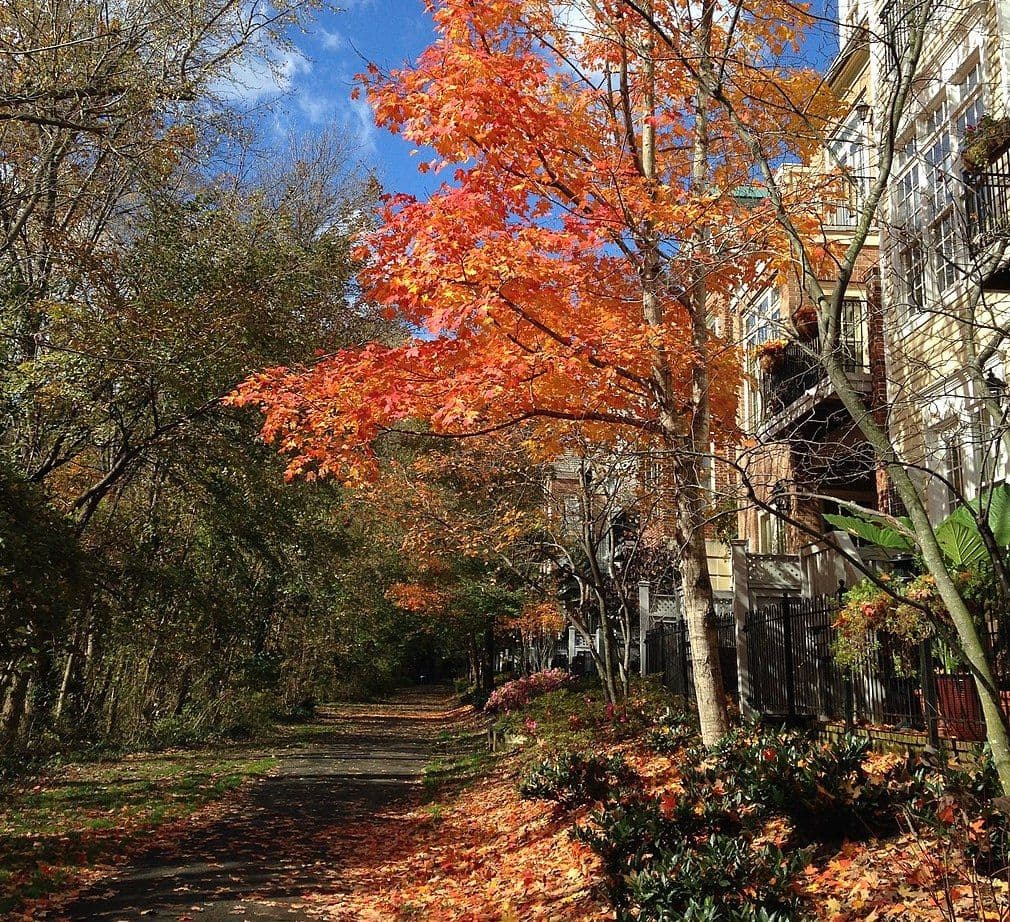 Fall leaves in Alexandria on the Mount Vernon Bike trail.