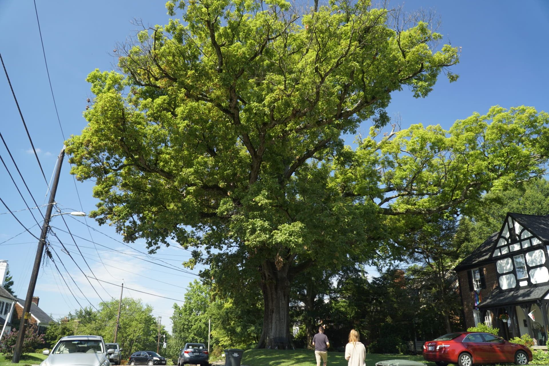 This Is DC’s Biggest Tree