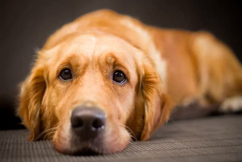 Urban Almanac: Protecting Your Dog From Mystery Illness