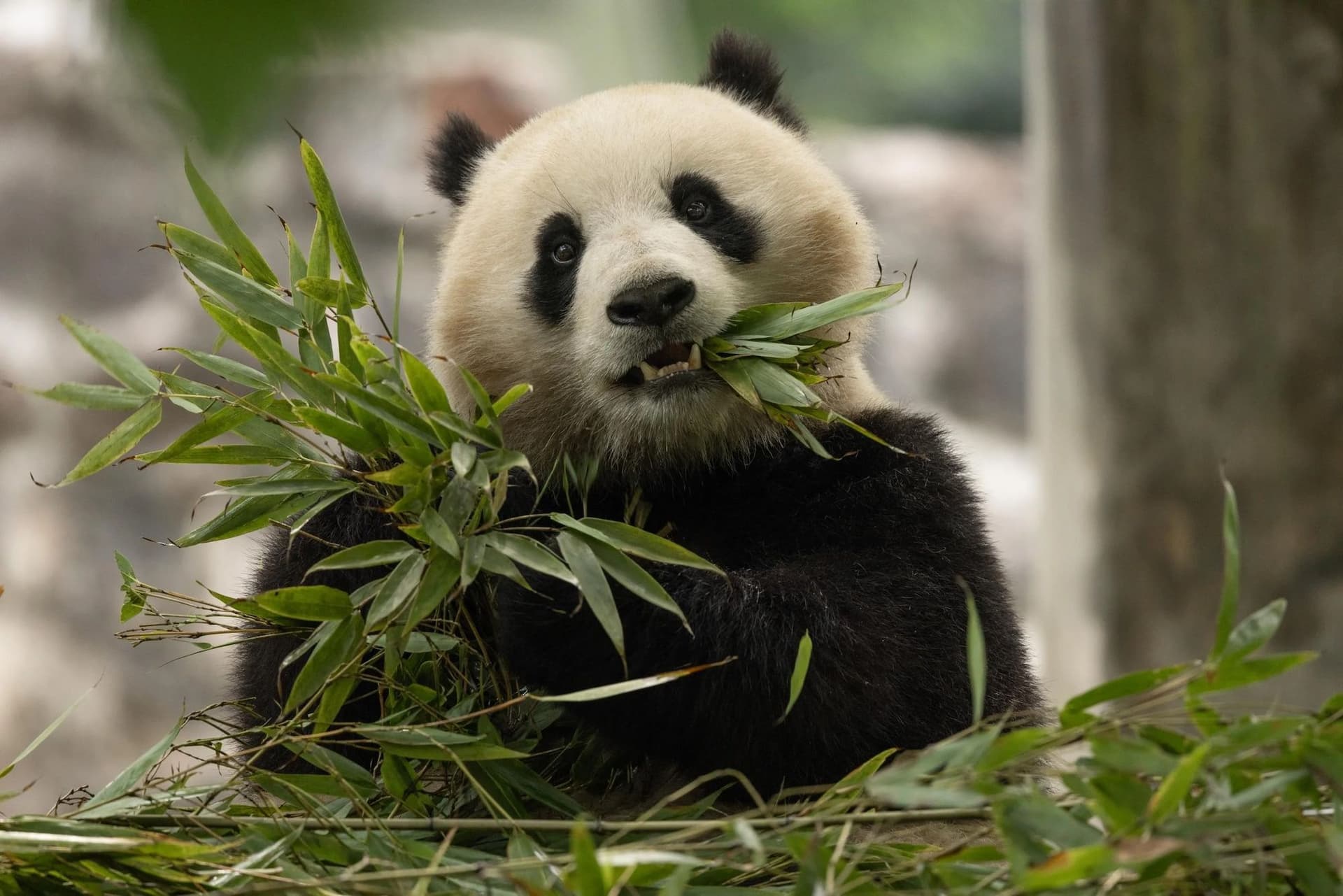 Two-year-old female giant panda Qing Bao in her habitat at Dujiangyan Base in Sichuan.