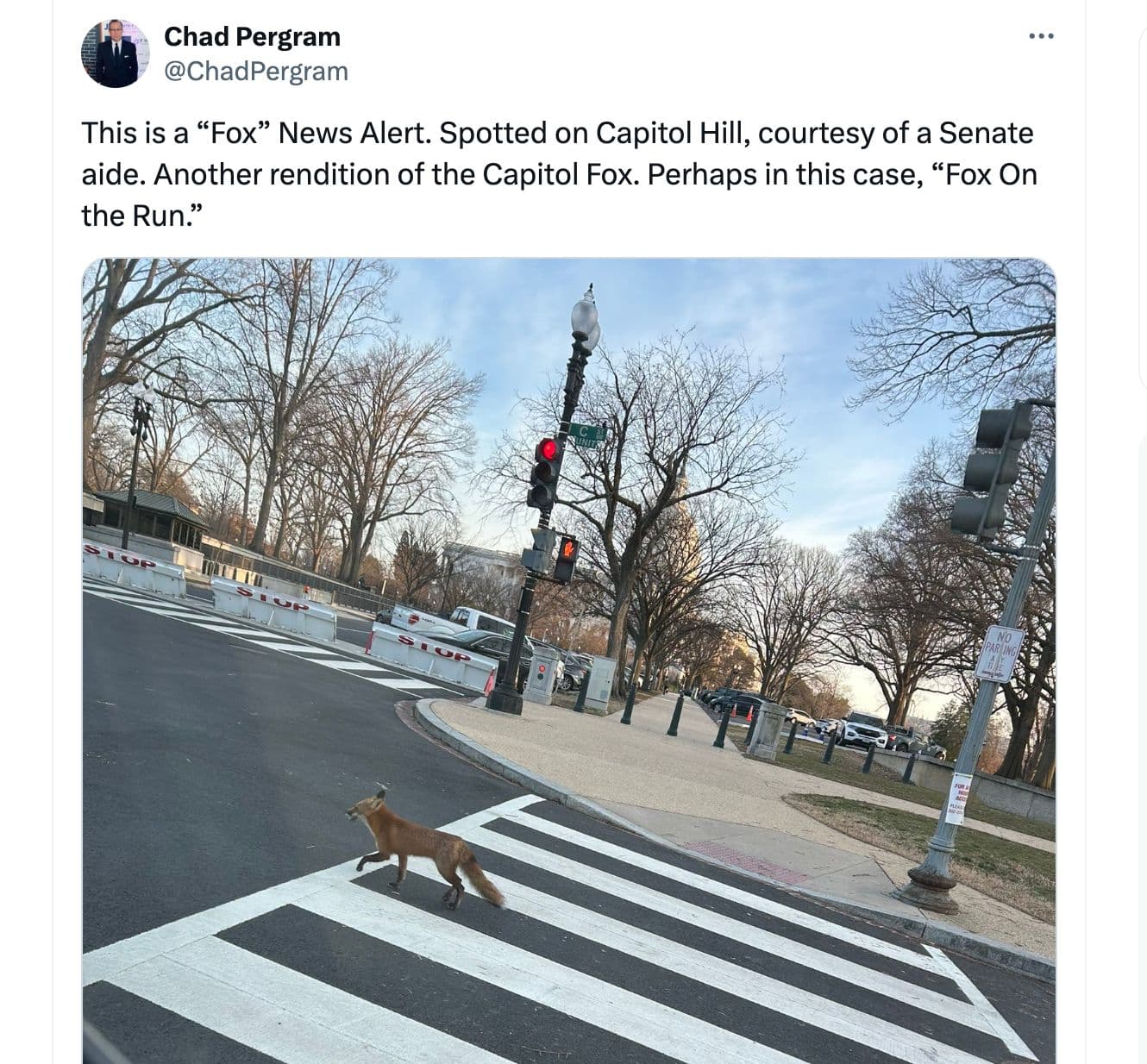 Wild fox on the prowl.