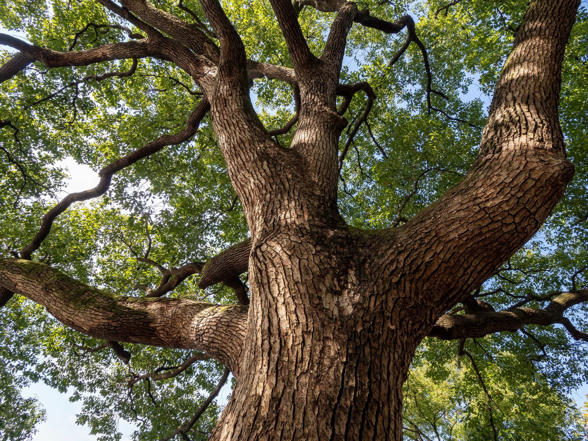 Does Extreme Heat Cause Sudden Branch Drop Syndrome?