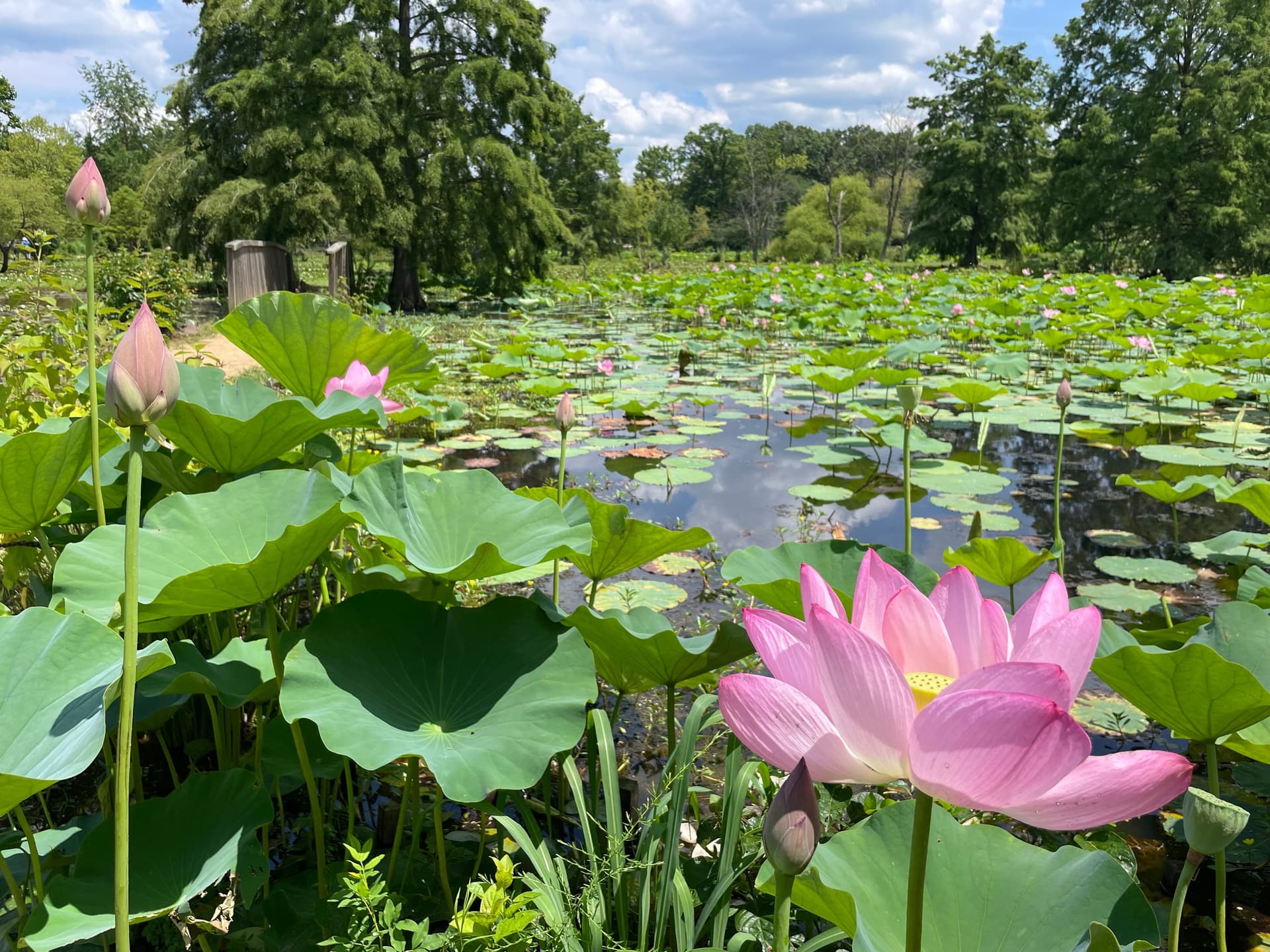 Peak Bloom At Kenilworth Aquatic Gardens