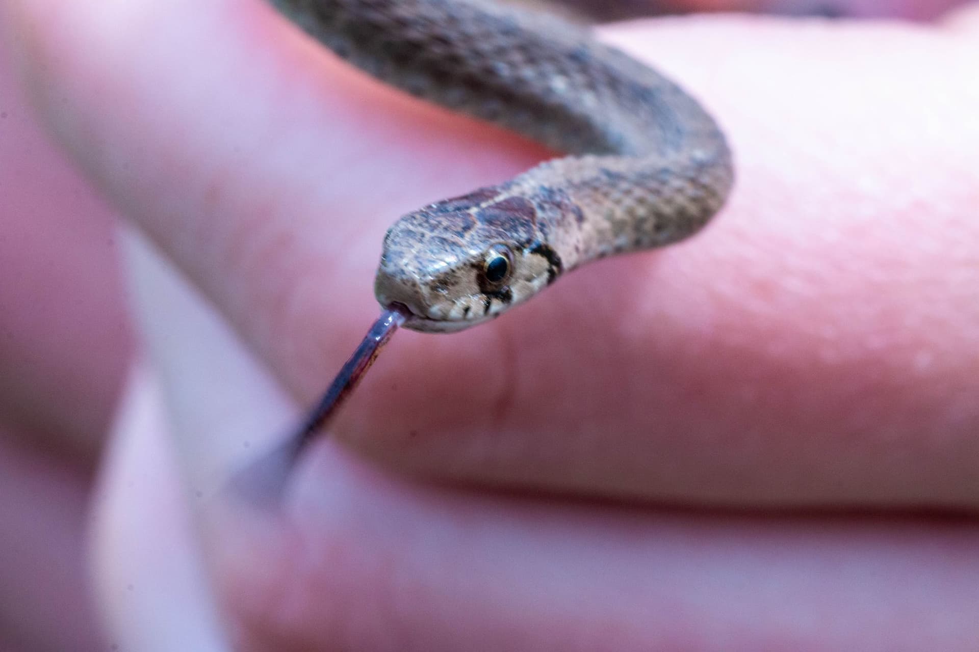 How to Deal With Snake Season