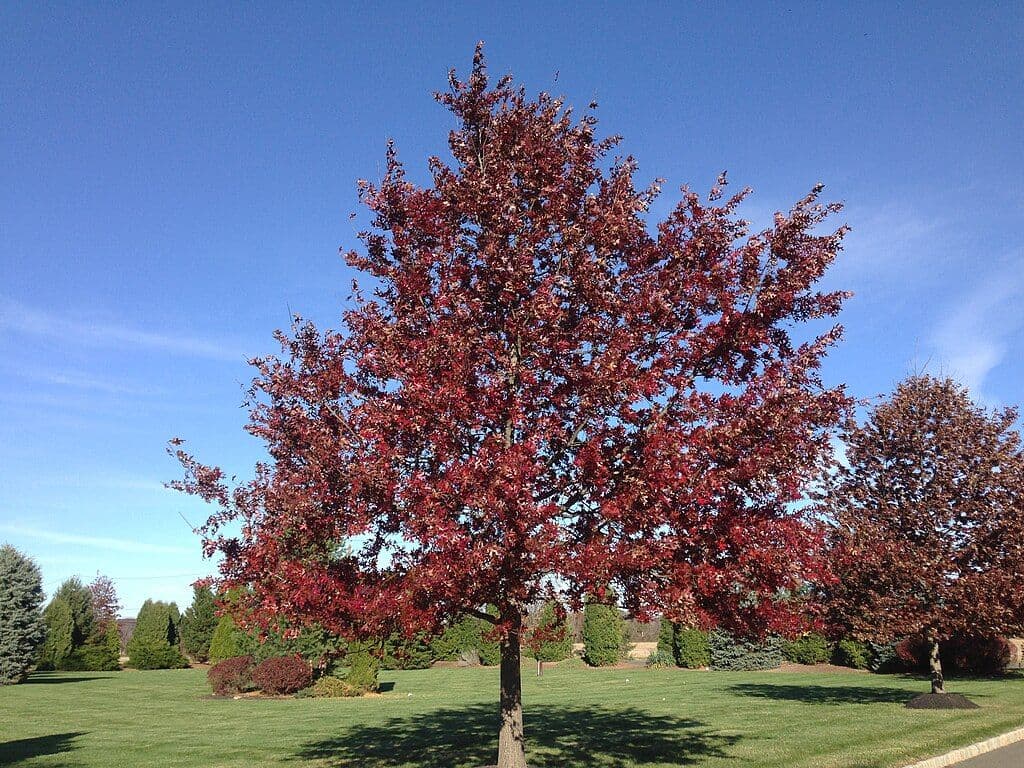 Scarlet Oak tree.