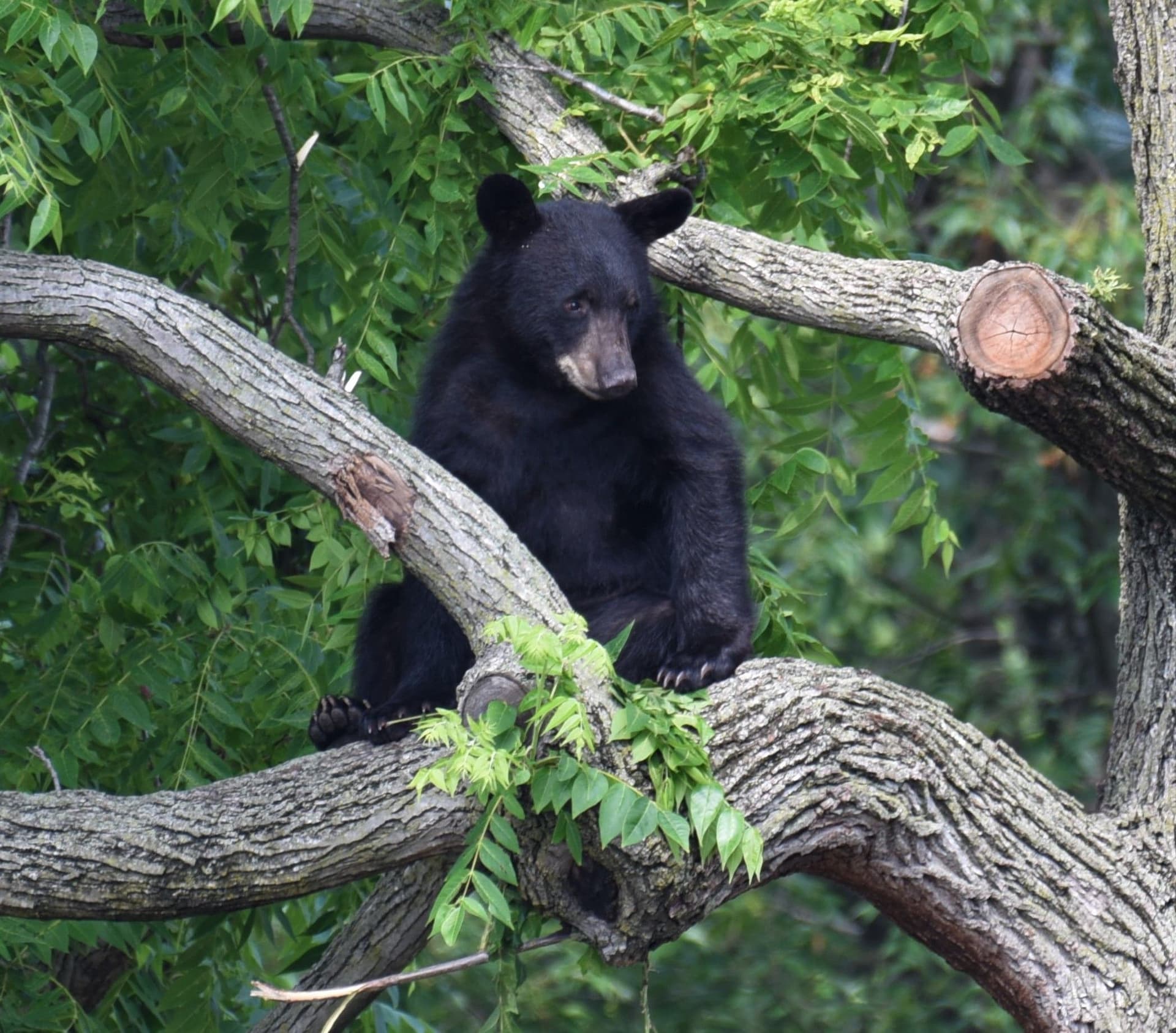 Why Are Bears Everywhere In DC?