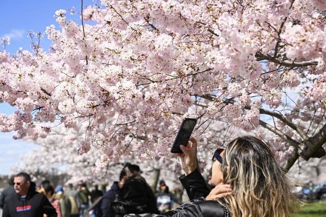 The cherry blossoms bloomed early this year.