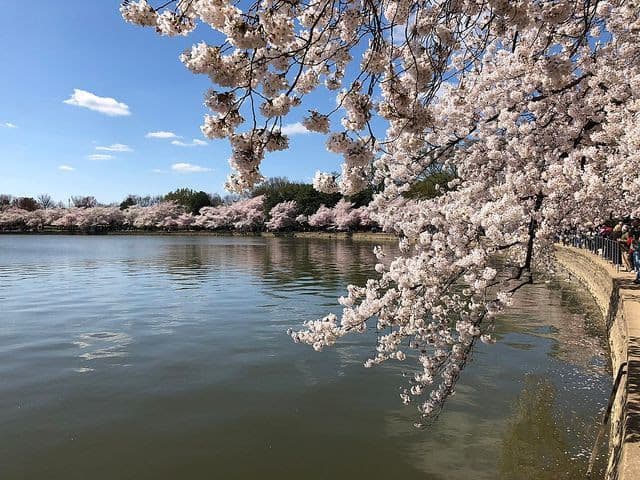 Cherry blossoms around the Tidal Basin.