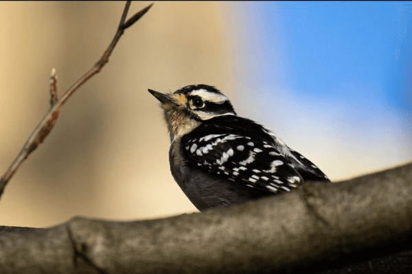 It's Fall, Which Means it's Migration and Birdwatching Season