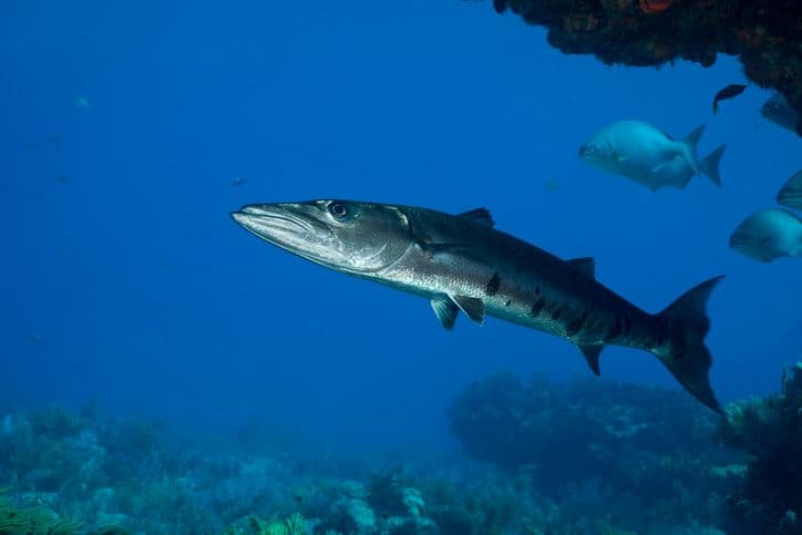 Urban Almanac: New Fish Roaming The Chesapeake