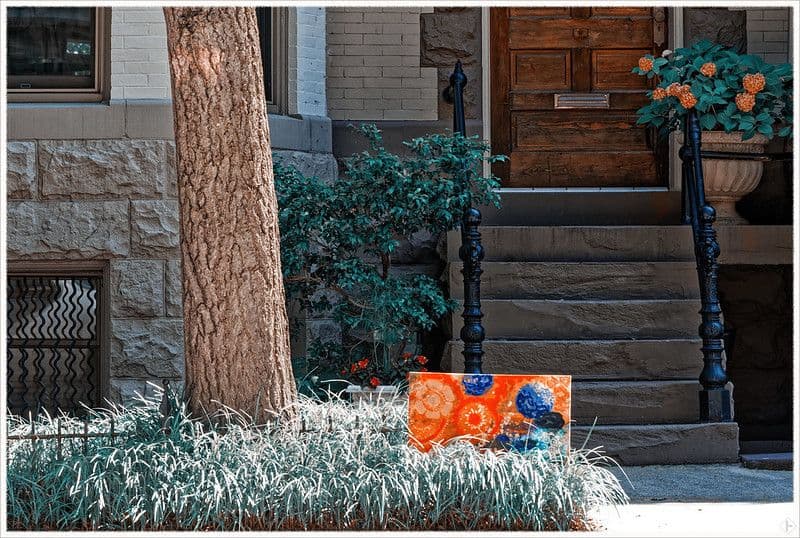 How To Water Your Street Trees