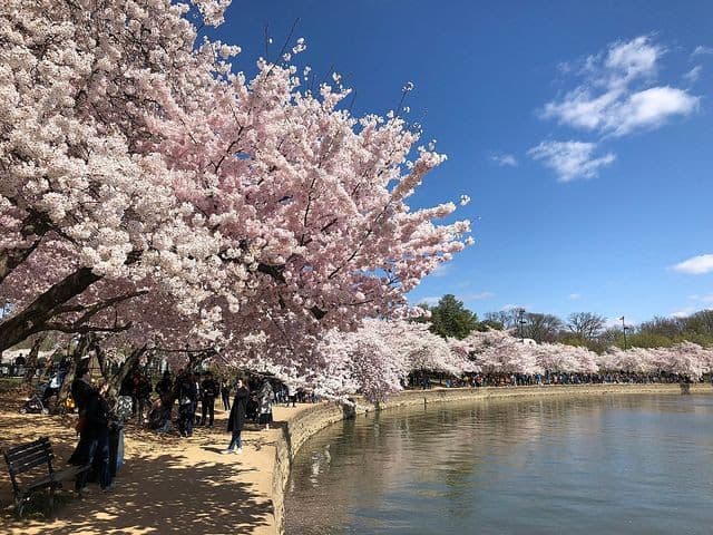 Cherry blossoms at the Tidal Basin.