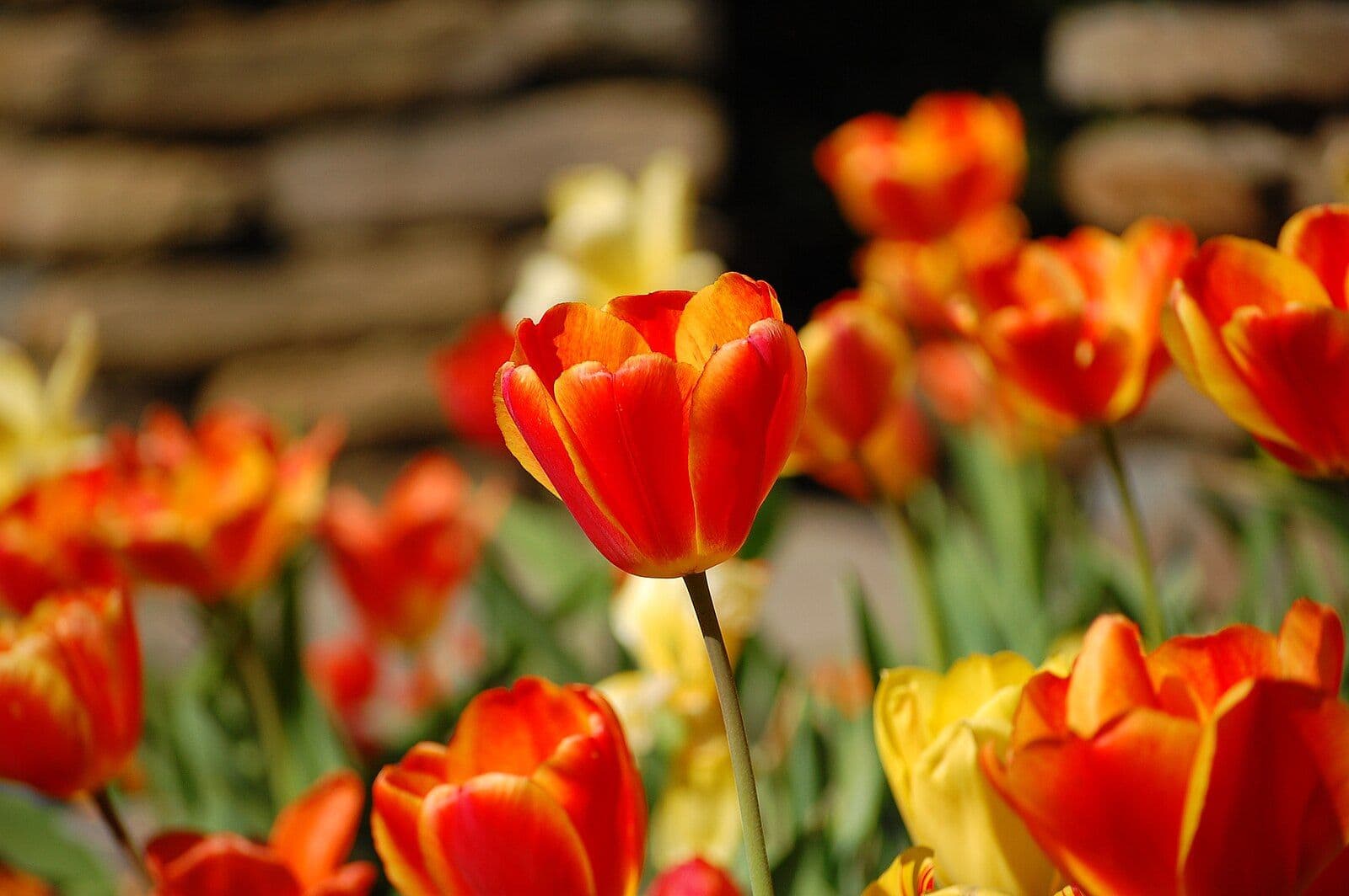 The Best Spots To See Tulips