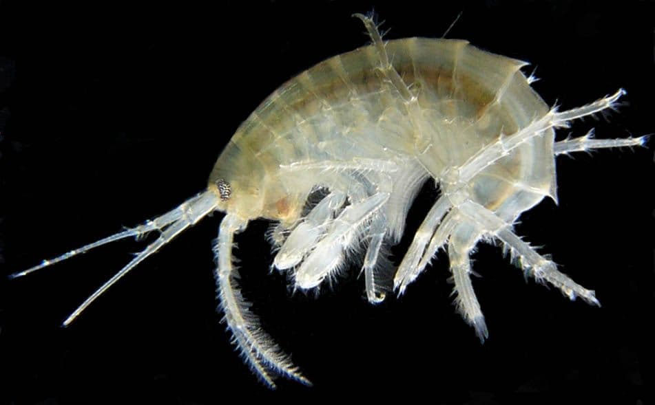 What to Know About the Endangered Hay’s Spring Amphipod
