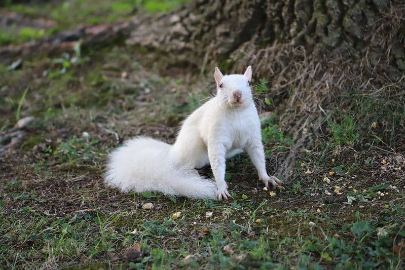 Urban Almanac: The Mystery of the Albino Squirrels