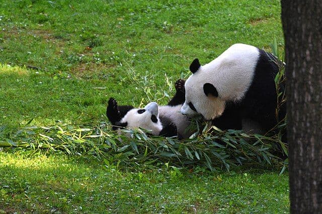 Why the Pandas Are Leaving DC