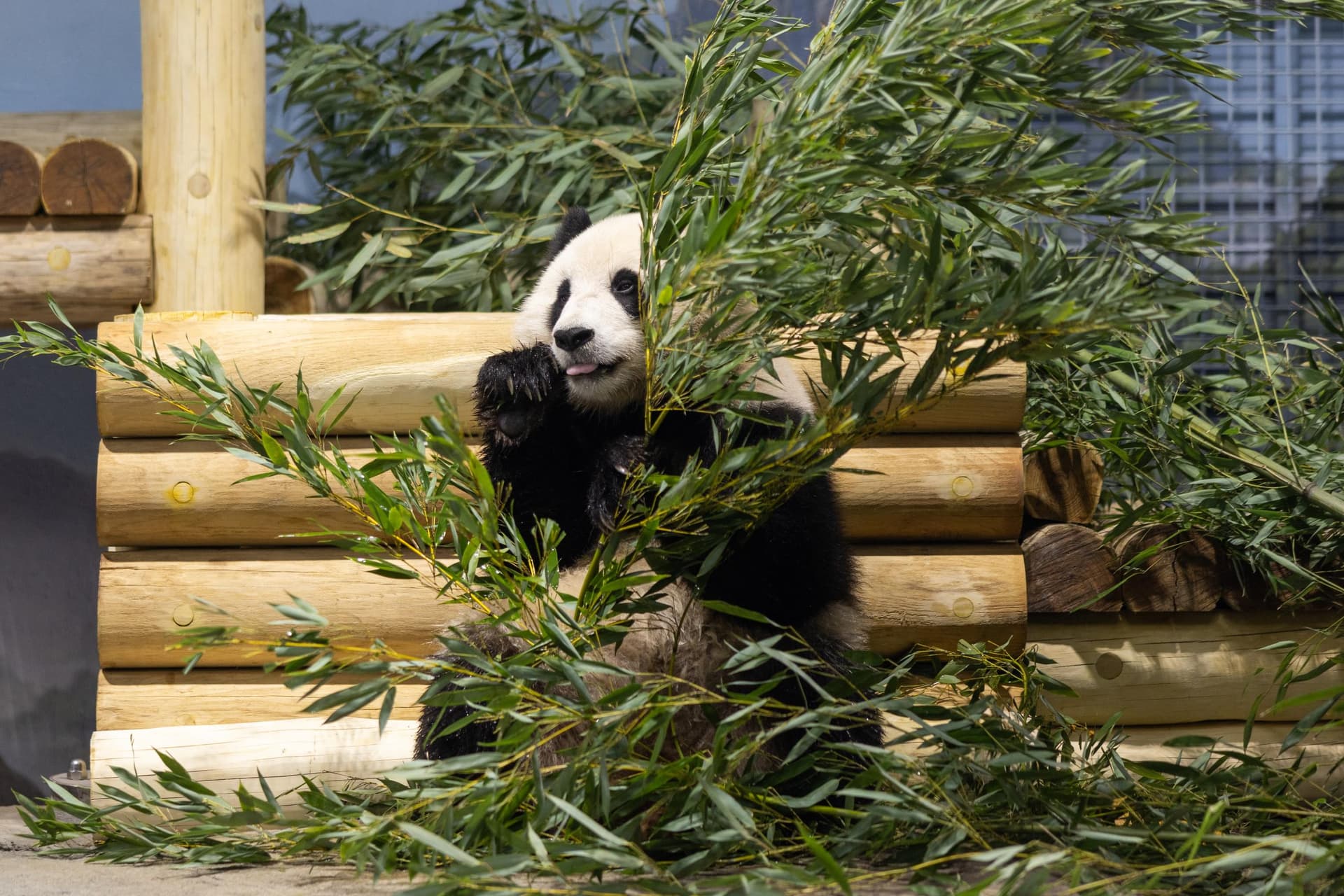 The Pandas Have Arrived. Here's Everything You Need To Know