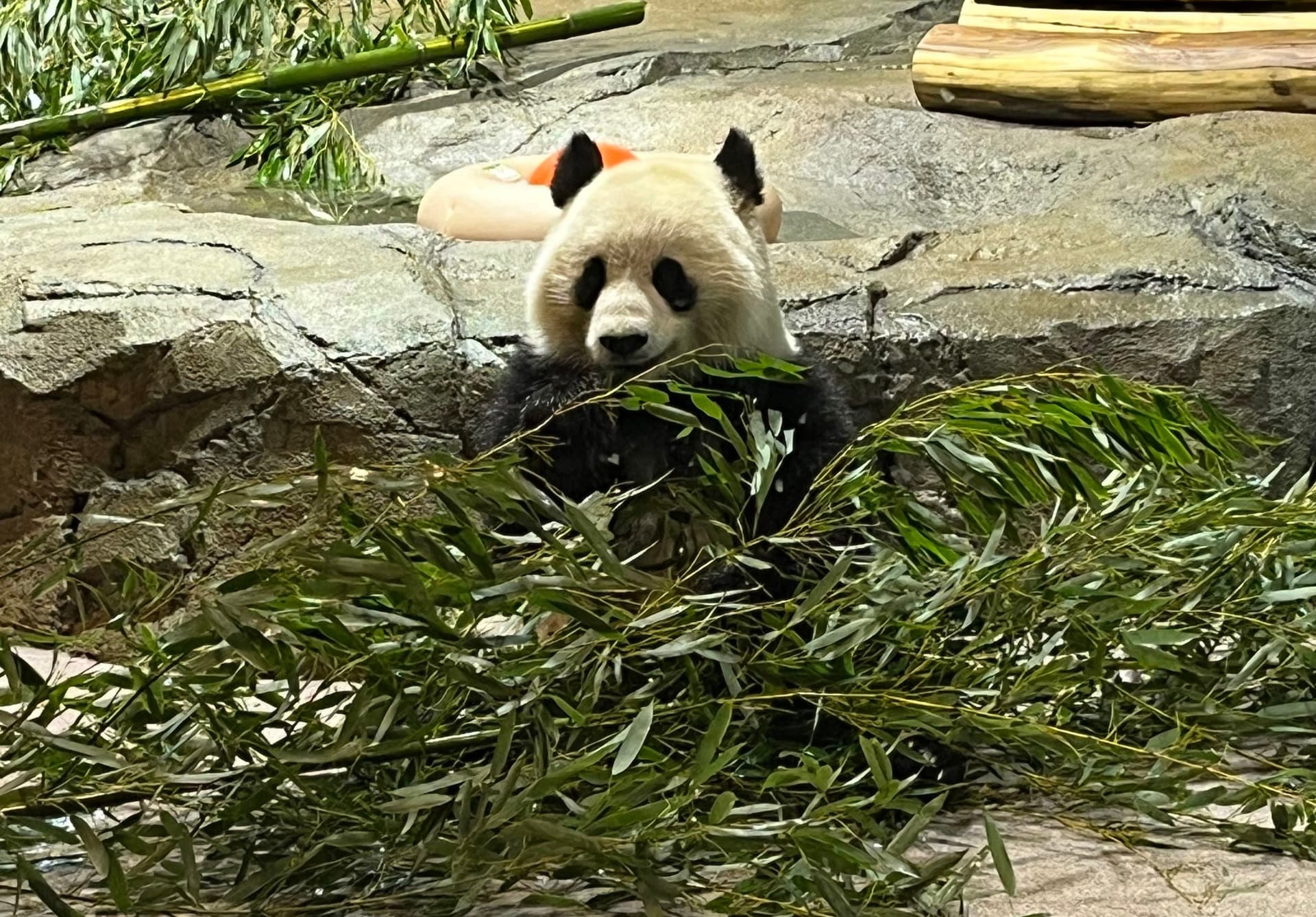 The panda house at the National Zoo.