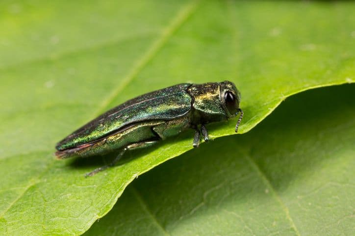 Urban Almanac: D.C.’s Dying Ash Trees