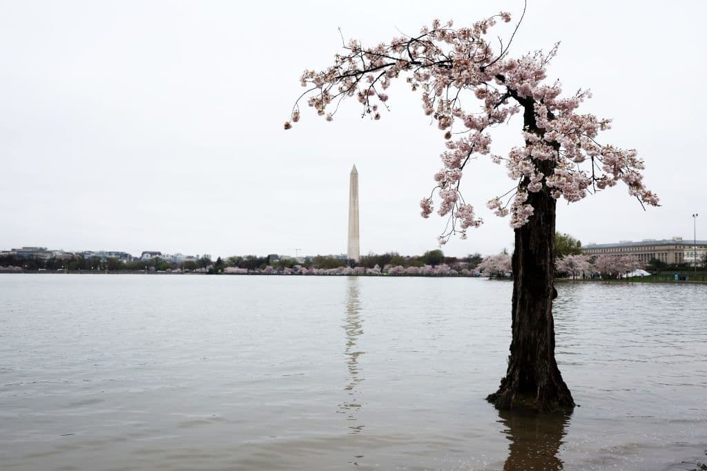 Stumpy cherry blossom tree in the middle of a flooding.
