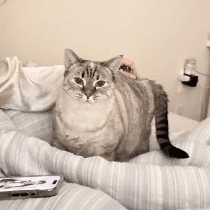Charlotte Bronte the cat is up for adoption